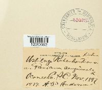 Ustilago rabenhorstiana image