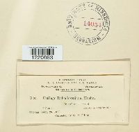 Ustilago rabenhorstiana image