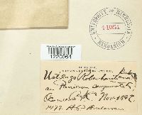 Ustilago rabenhorstiana image