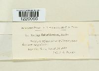 Ustilago rabenhorstiana image