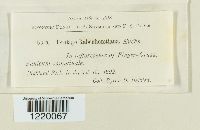 Ustilago rabenhorstiana image