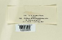 Ustilago rabenhorstiana image