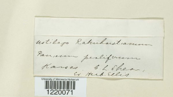 Ustilago rabenhorstiana image