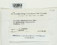 Ustilago rabenhorstiana image