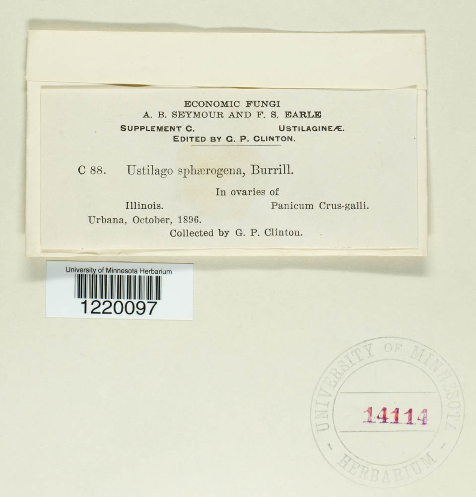 Ustilago sphaerogena image