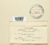 Ustilago sphaerogena image