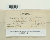 Ustilago sphaerogena image