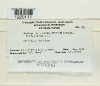 Ustilago striiformis image