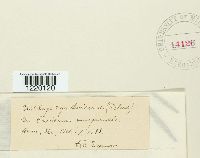 Ustilago syntherismae image