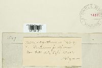 Ustilago syntherismae image