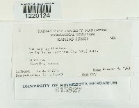 Ustilago syntherismae image