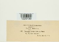 Ustilago tritici image