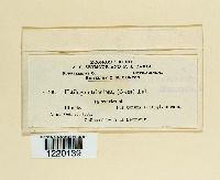 Ustilago utriculosa image