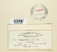 Ustilago utriculosa image