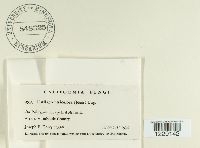 Ustilago utriculosa image