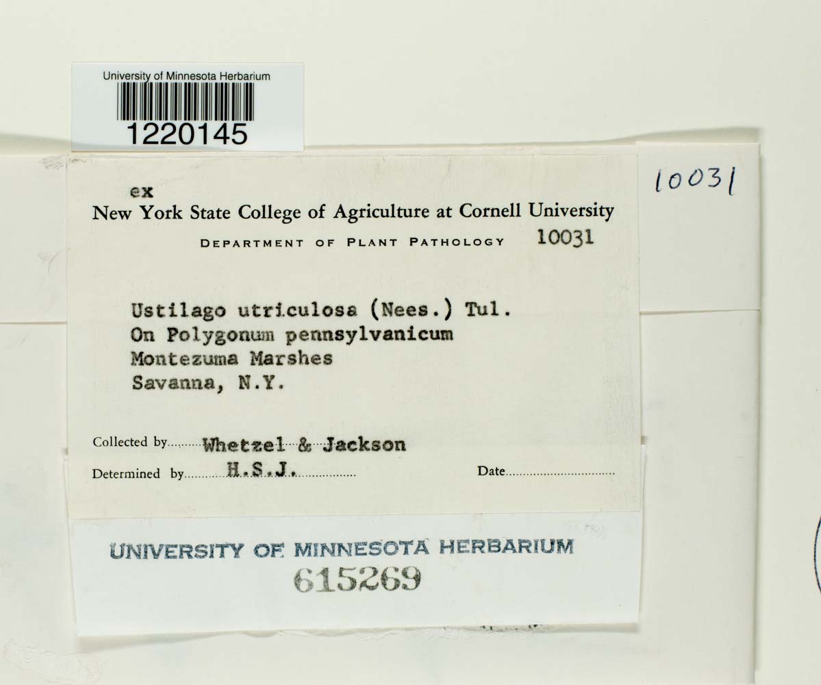 Ustilago utriculosa image