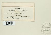 Ustilago utriculosa image