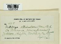 Ustilago utriculosa image