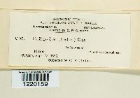 Ustilago maydis image