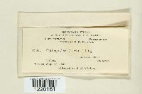 Ustilago maydis image