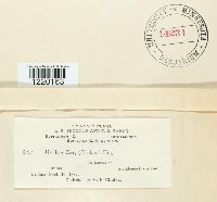 Ustilago maydis image