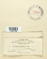 Ustilago maydis image