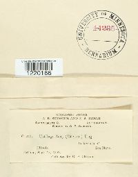 Ustilago maydis image