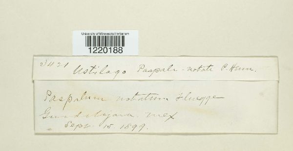 Ustilago paspali-notati image