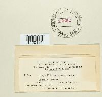 Image Associated With the Occurrence