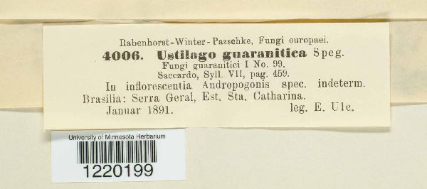 Ustilago guaranitica image