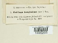 Thumbnail image of current specimen