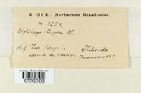 Ustilago maydis image