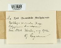 Microbotryum anomalum image