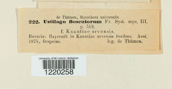 Microbotryum flosculorum image