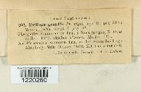 Ustilago grandis image