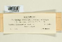 Ustilago hordei image