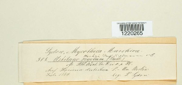 Ustilago hordei image