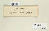 Microbotryum kuehneanum image