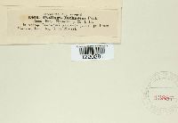 Ustilago ischaemi image