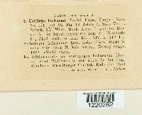 Ustilago ischaemi image