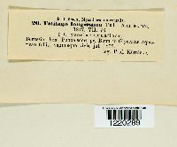 Ustilago filiformis image