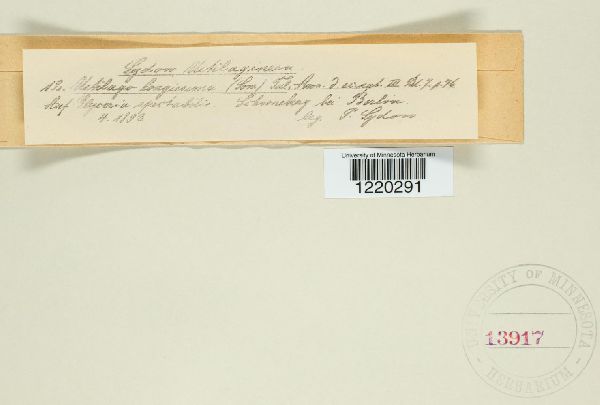 Ustilago filiformis image