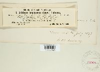 Ustilago filiformis image