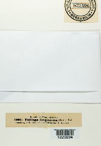 Ustilago filiformis image