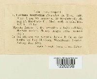 Ustilago filiformis image