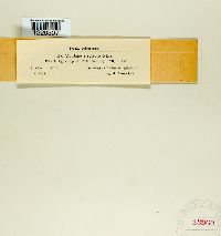 Macalpinomyces neglectus image