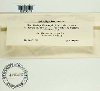 Vankya ornithogali image