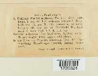 Sporisorium destruens image