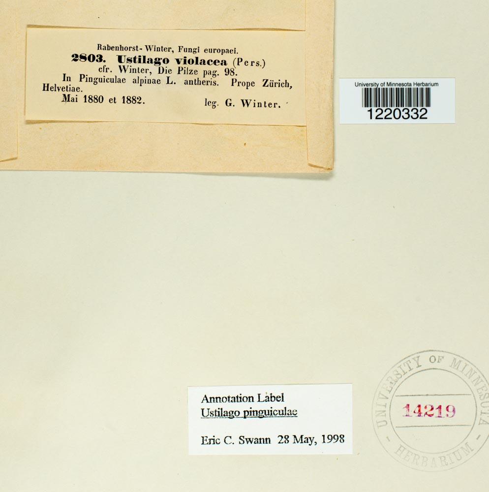 Ustilago violacea image
