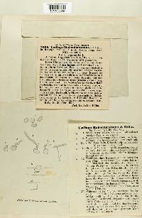 Ustilago rabenhorstiana image